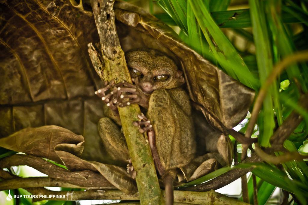Fox & The Firefly Cottages Loboc Exterior foto
